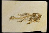 Bargain, Fossil Fish (Amphiplaga) - Rare Species #183208-1